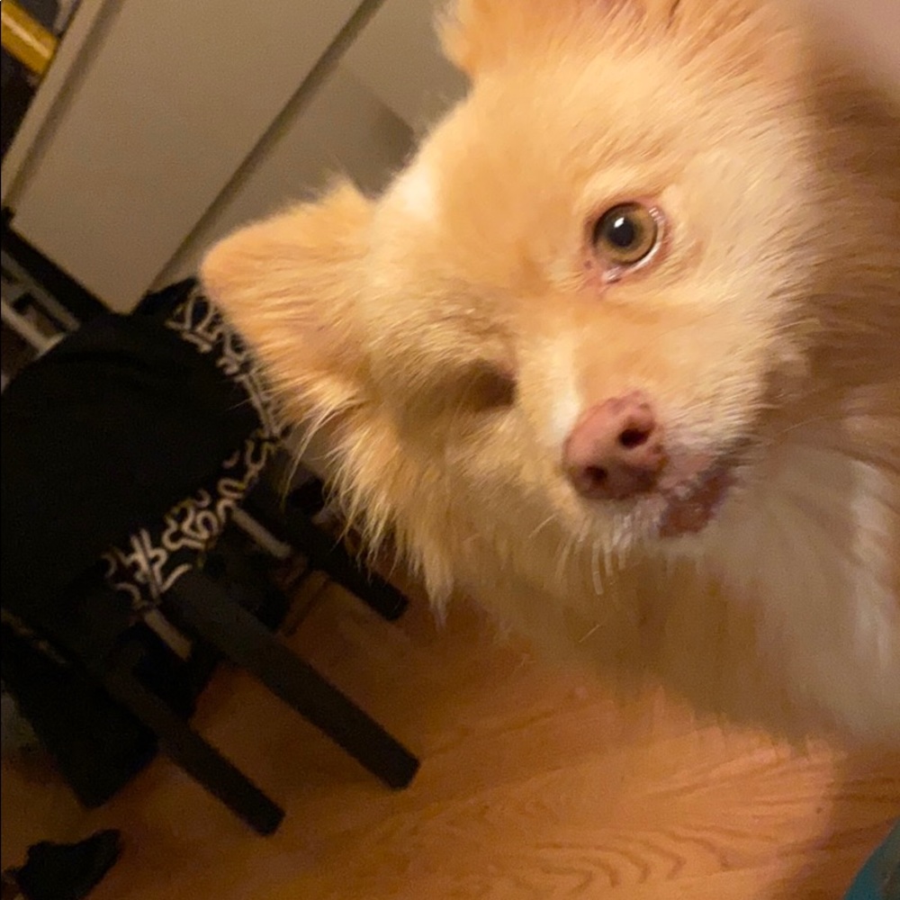 Meet your Posher, Nehla